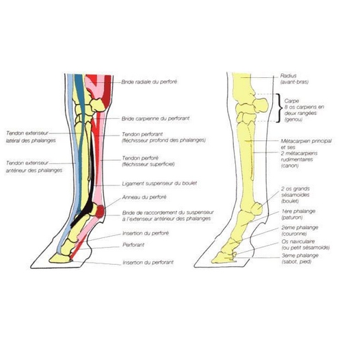 PATHOLOGIES CHEVAUX